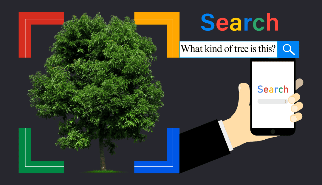 Google lens example Google lens example